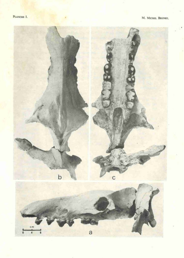 Crâne d'entélodontidé découvert par Michel Brunet